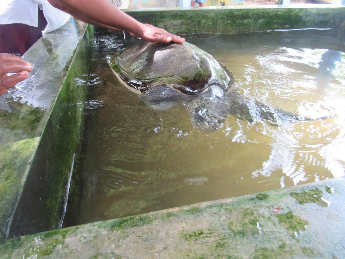 Leatherback Beach Villa Ahungalla Zewnętrze zdjęcie