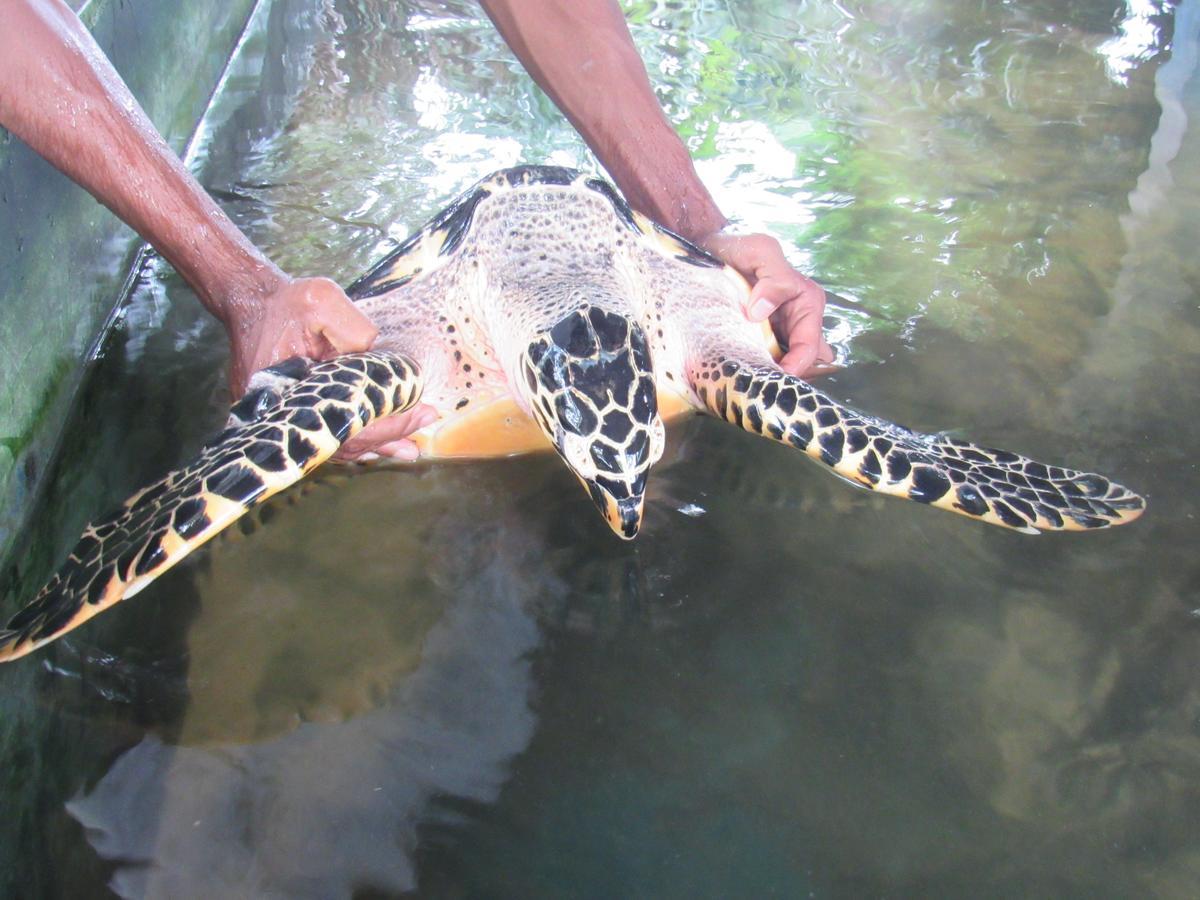 Leatherback Beach Villa Ahungalla Zewnętrze zdjęcie