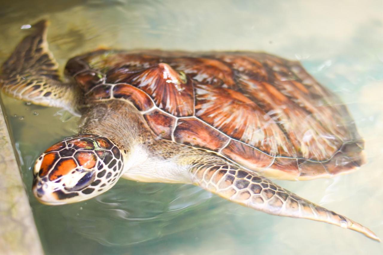 Leatherback Beach Villa Ahungalla Zewnętrze zdjęcie