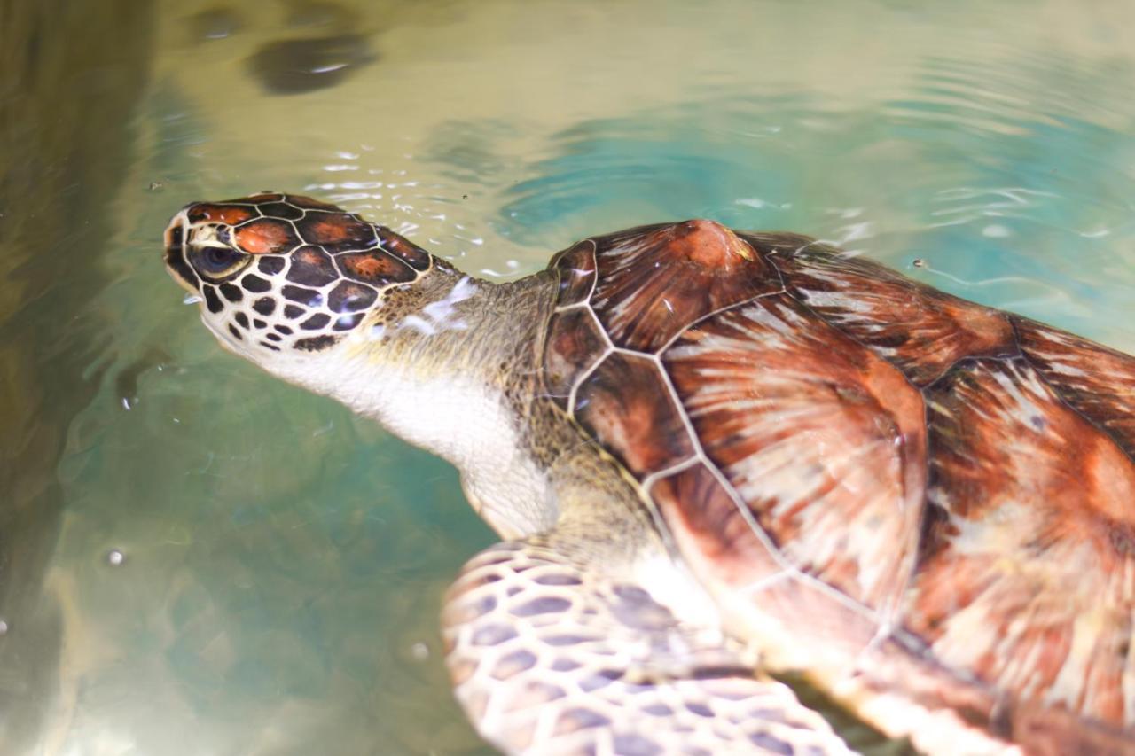 Leatherback Beach Villa Ahungalla Zewnętrze zdjęcie