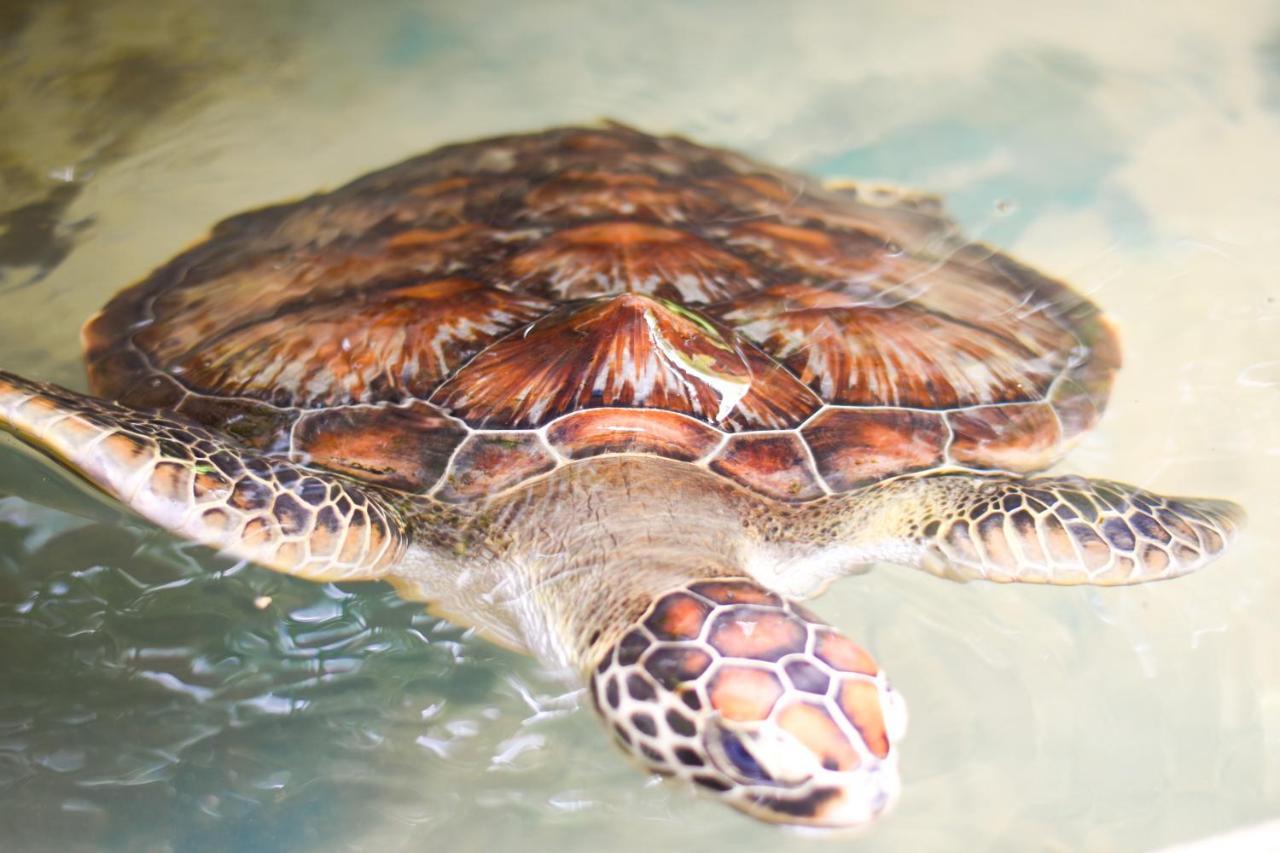 Leatherback Beach Villa Ahungalla Zewnętrze zdjęcie